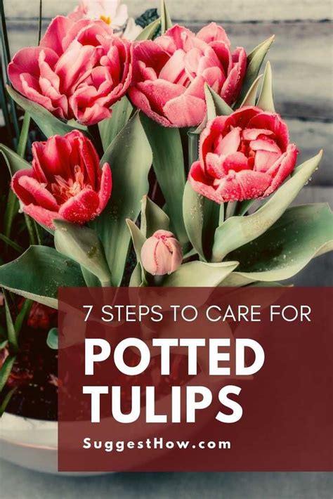 tulips garden care #gardencare How to Care for Potted Tulips These 7 ...