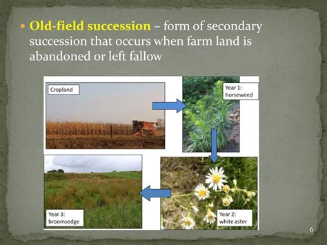 Ecosystems in Transition - ppt download