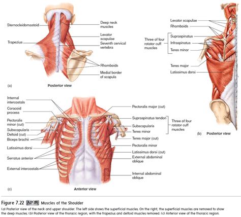 Posterior Upper Limb Muscles