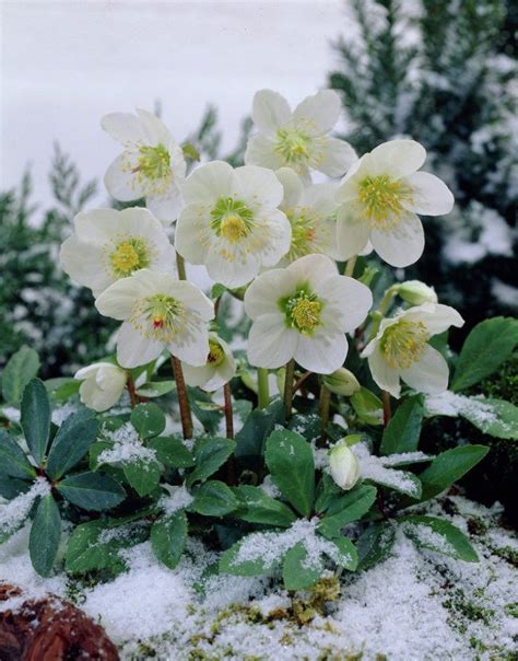 Winter Garden Plants - Plants BB