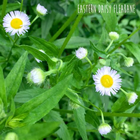 Daisy Fleabane Uses