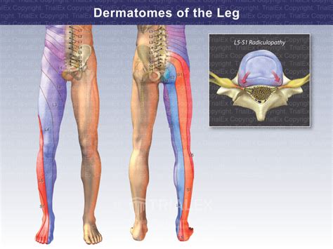 Lumbar Dermatomes