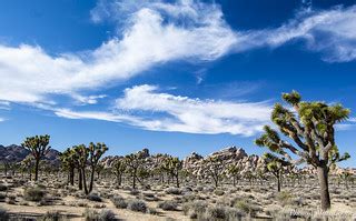 Joshua Trees | Joshua Tree National Park California Feb 11 2… | Marc Cooper | Flickr