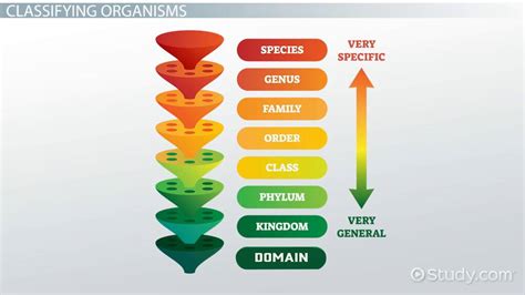 Organism Lesson for Kids: Definition & Classification - Lesson | Study.com