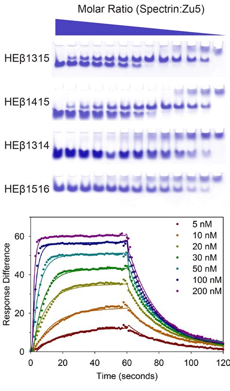 Molecular epitopes of the ankyrin-spectrin interaction | Jonathan Ipsaro