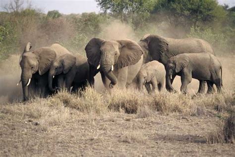 Elephant herd (Loxodonta africana) in tight-knit formation