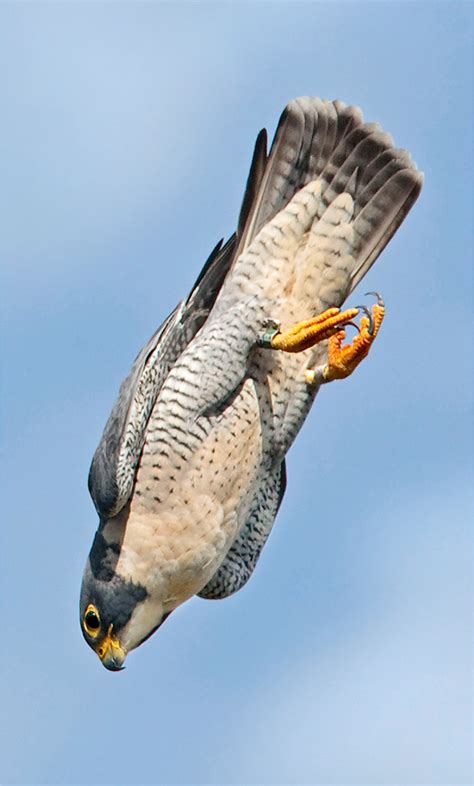 Britain’s birds of prey: The Country Life guide to all of the UK’s ...