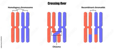 Vetor de Crossing Over, Genetic recombination, Crossing over during ...