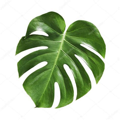 Monstera Leaf Photo