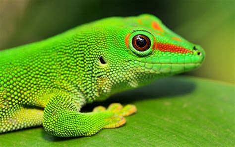 Gecko closeup 1920x1200 Wallpaper