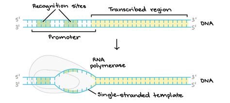 How to transcribe dna to rna - lasembanks