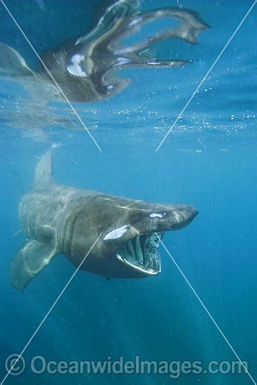 Basking Shark filter feeding on plankton Photo