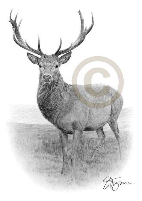 Stag Pencil Drawing Print Wildlife Art Artwork Signed by Artist Gary Tymon Ltd Ed 50 Prints 2 ...