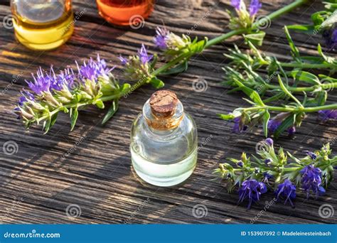 Bottles of Hyssop Essential Oil with Blooming Hyssop Stock Photo - Image of glass, massage ...