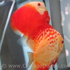 Chicago Discus | Your discus fish specialty store