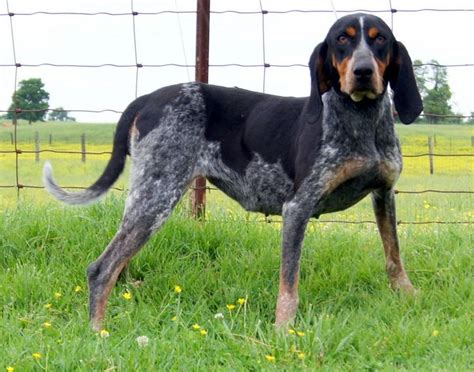 Bluetick Coonhound Dog / Grand Bleu de Gascogne #Hounds #Dogs #Puppy ...