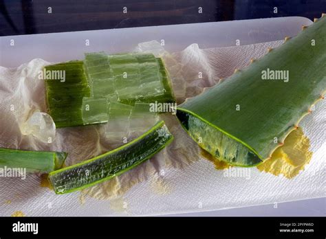 Aloe vera leaf pulp from organic farming Stock Photo - Alamy