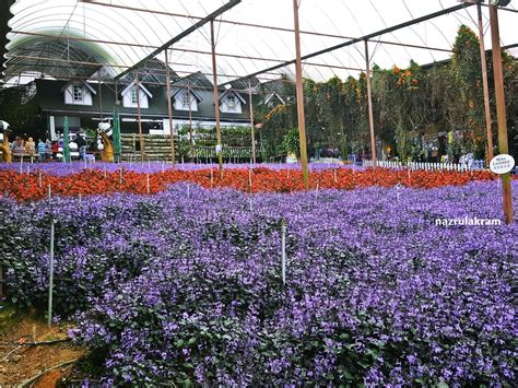 Taman Bunga Lavender Cameron Highland Terbaru