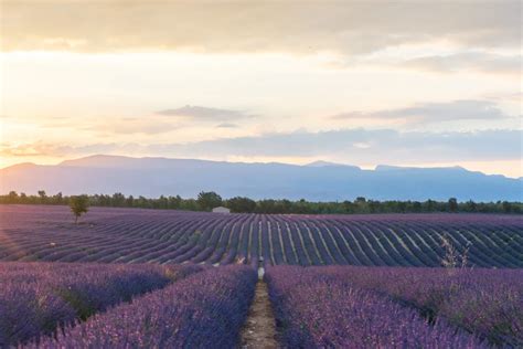 This summer, see France in full bloom with this itinerary through the countryside. France Travel ...