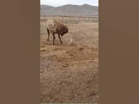 Caught on Camera! HUGE Bull Elk Sheds Antlers! #epic | Shed antlers ...