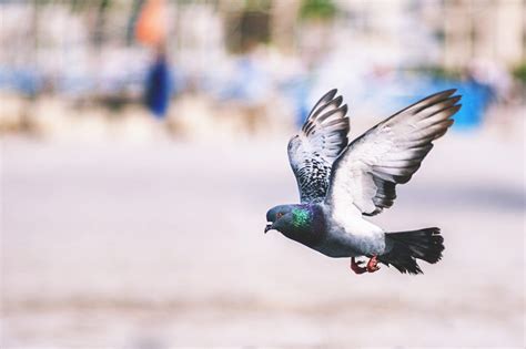 Flying Pigeon Bird Free Stock Photo - ISO Republic | Uccelli