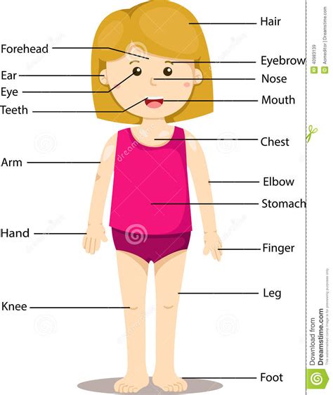 Human Body Clipart For Kids at GetDrawings | Free download