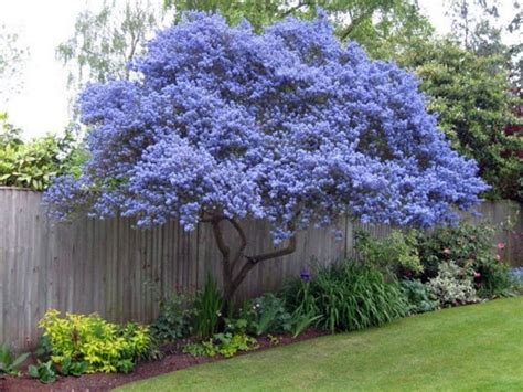 Flowering trees, Trees for front yard, Purple flowering tree, Ornamental trees, Patio ...