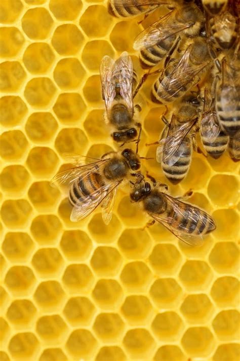 Worker Bees on Honeycomb stock photo. Image of close, closeup - 9665530