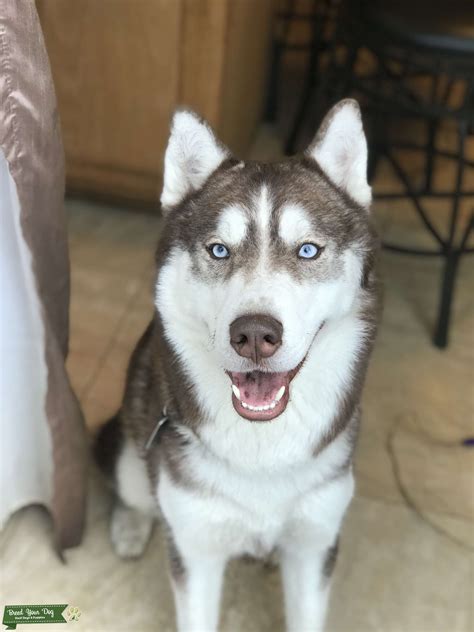 Pure Breed Siberian Husky - Stud Dog in Oregon, United States | Breed Your Dog