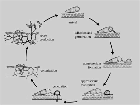 Fungal Life Cycle Diagram