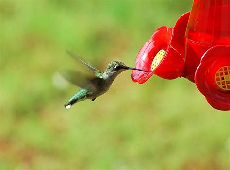 Hummingbird Feeder Bird · Free photo on Pixabay