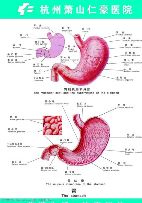 胃解剖图图片图片-图行天下素材网