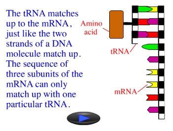 Animation - Protein Synthesis by Jim Wanamaker from Lew-Port's Biology Place