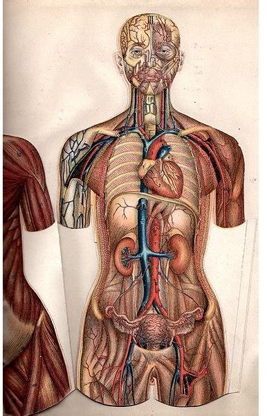 Types of Cells in the Human Body and Their Uses: A Study Guide