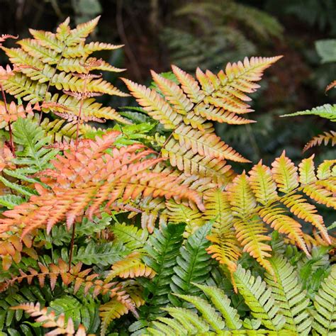 autumn fern - Google Search Order Plants Online, Mail Order Plants, Ferns Garden, Shade Garden ...