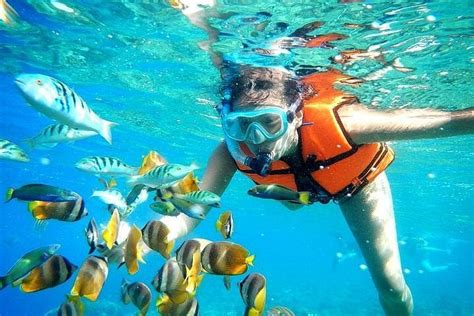 2023 Coral Reef Snorkeling with Lunch and Roundtrip Transportation in ...