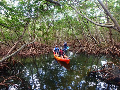 Mangrove Kayaking - Tiplr