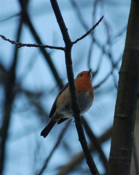 Loch Leven wildlife | Jacklyn Calvard | Flickr