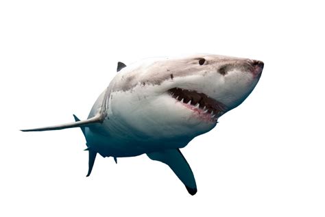 Shark Swimming PNG Image - PurePNG | Free transparent CC0 PNG Image Library