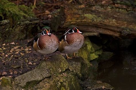 Carolina Ducks | Photographed at Martin Mere WWT Reserve, Ma… | Flickr