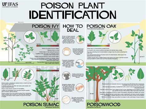 Poison Plant Identification | Poisonous plants, Plant identification ...