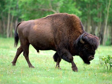 Bison - Wild Animals Wallpaper (2785395) - Fanpop