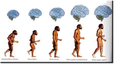 Suuyar The Monkey Brain Evolution to Human Hd Wall Art Paper Canvas ...