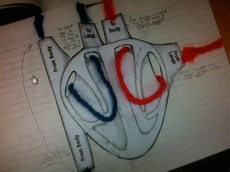 Circulatory System Model Project | My XXX Hot Girl