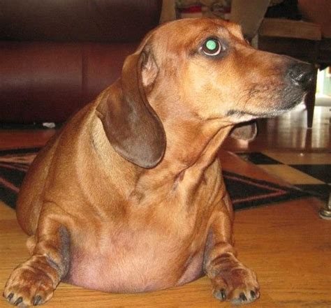 Freddy, the wiener dog: Obie, the obese Dachshund.