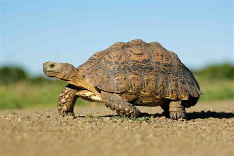 Tortoise Facts, Types, Classification, Habitat, Lifespan, Diet