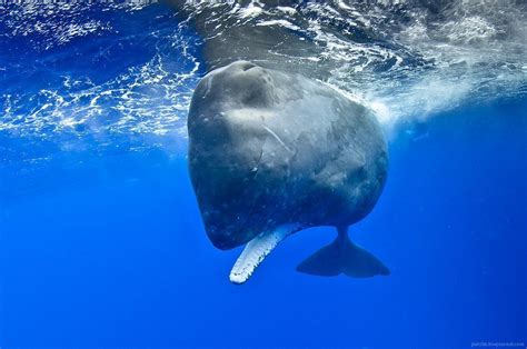 Whale Species in Iceland | GJ Travel