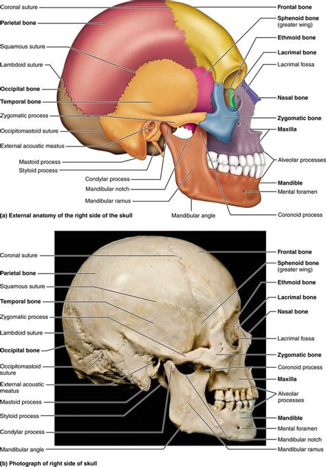 Human Anatomy Head Bones Part 1 The Axial Skeleton 71 The Skull ...