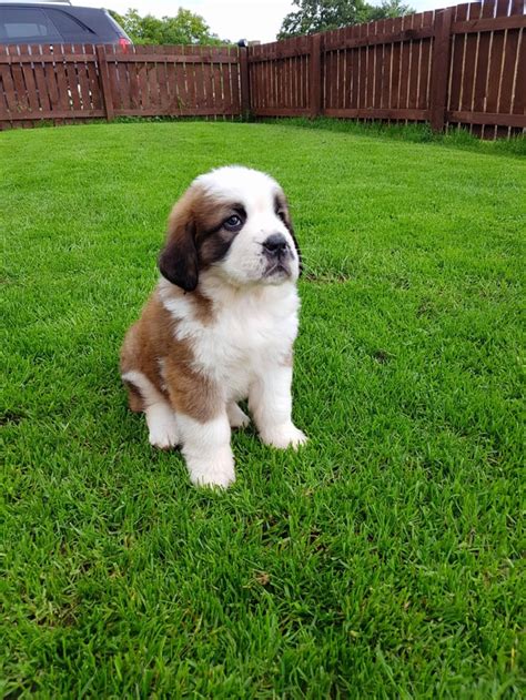 Our Saint Bernard Puppy : r/aww