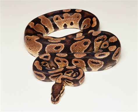 Snake Species Commonly Kept as Pets